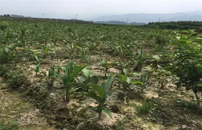 郁金的栽培技术