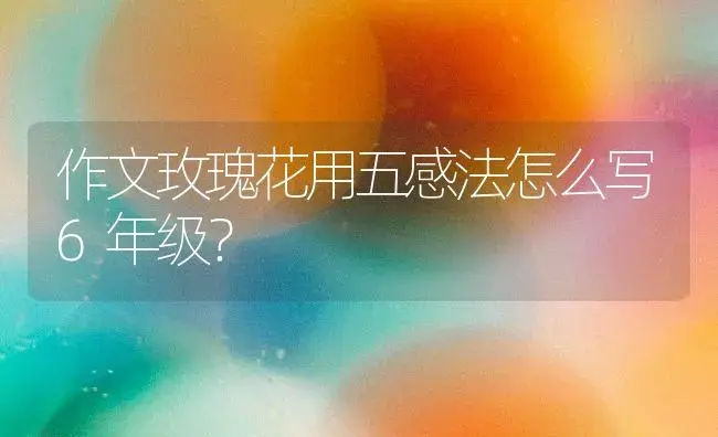 作文玫瑰花用五感法怎么写6年级？ | 绿植常识