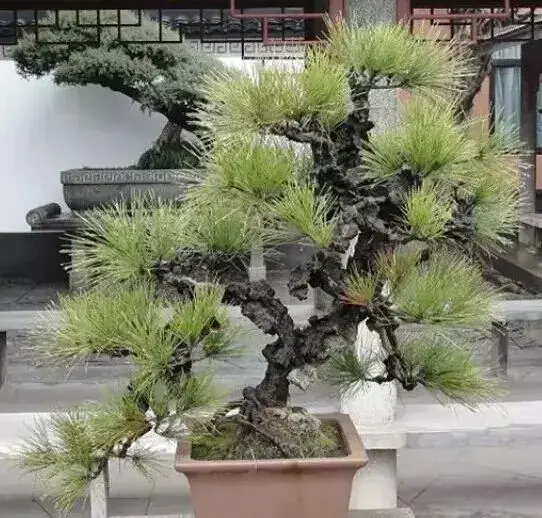 海派盆景 | 海派盆景：师法自然、潇洒飘逸、不拘一格