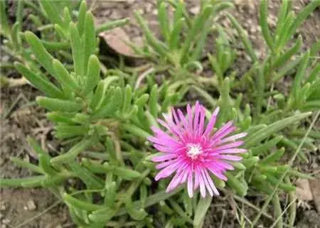 松叶菊的花语：松叶菊的花语——功勋，松叶菊的花语——怠惰