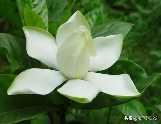 栀子花每年都会开花吗？