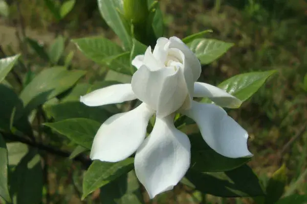 栀子花的花语