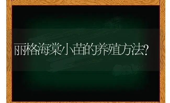 丽格海棠小苗的养殖方法？ | 绿植常识