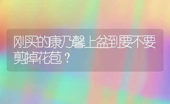 刚买的康乃馨上盆到要不要剪掉花苞？ | 绿植常识