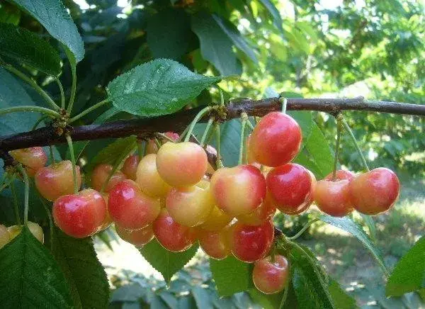 蜜泉甜樱桃品种栽培技术