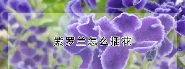 紫罗兰怎么插花