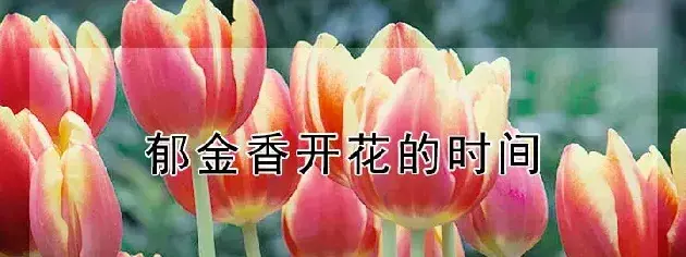 郁金香开花的时间