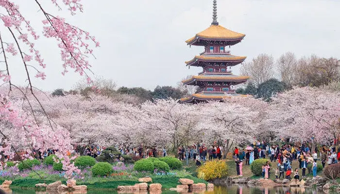 樱花花语及象征意义 樱花象征着什么