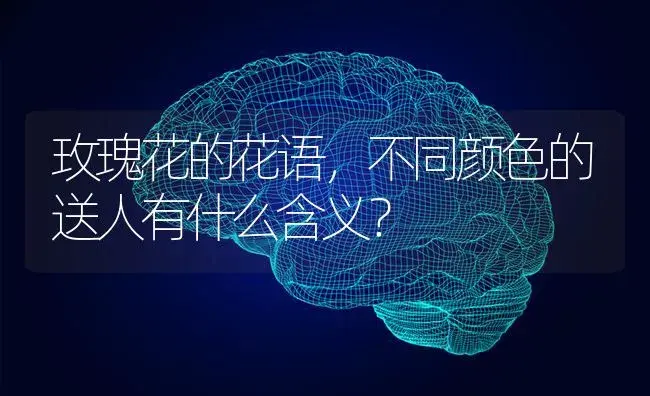 玫瑰花的花语，不同颜色的送人有什么含义？ | 绿植常识