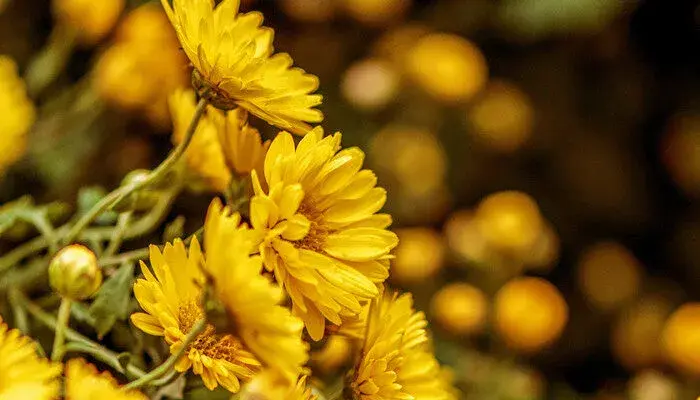 各种花的花语大全 各种花的花语