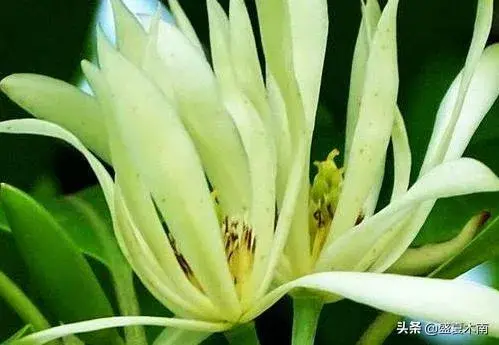 兰花什么时候开花？