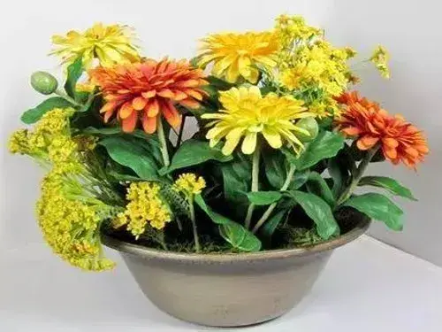 花卉果蔬盆景 | 如何矮化盆栽菊花/怎样让盆栽菊花矮化