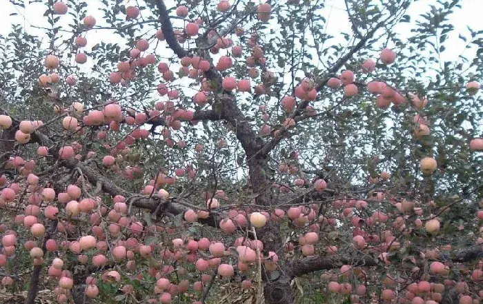 苹果树种植技术 种植苹果树要注意什么？