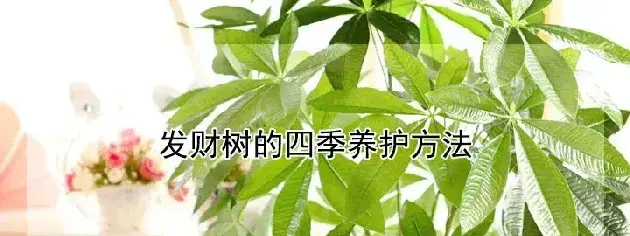 发财树的四季养护方法