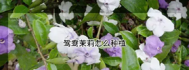 鸳鸯茉莉怎么种植