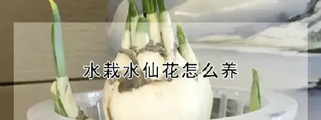 水栽水仙花怎么养