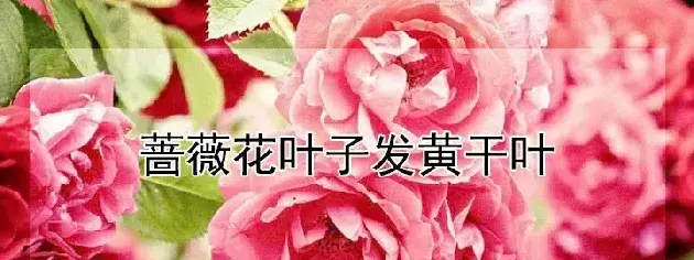 蔷薇花叶子发黄干叶