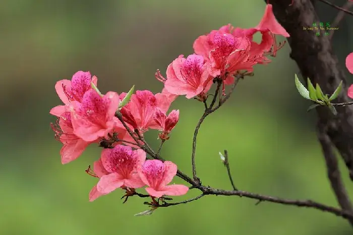 紫色杜鹃花的花语是什么，寓意是什么