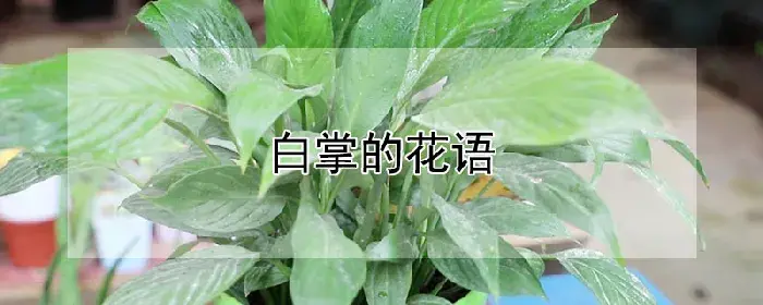 白掌的花语