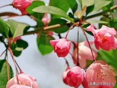 海棠与梅花的区别是什么？