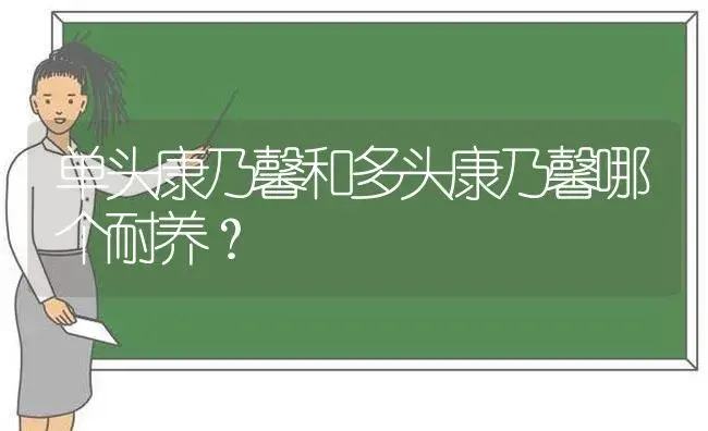 单头康乃馨和多头康乃馨哪个耐养？ | 绿植常识