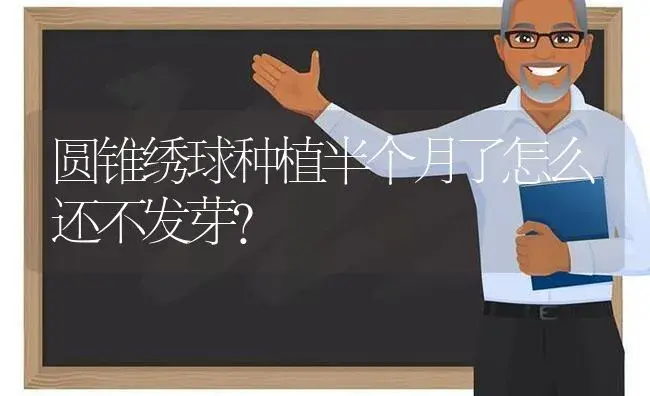 圆锥绣球种植半个月了怎么还不发芽？ | 绿植常识