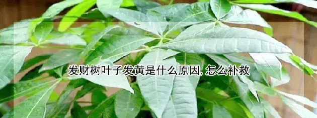 发财树叶子发黄是什么原因,怎么补救