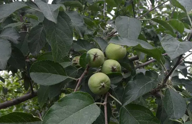 苹果的栽培条件