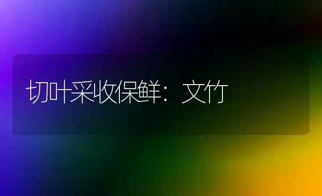 切叶采收保鲜：文竹 | 家庭养花