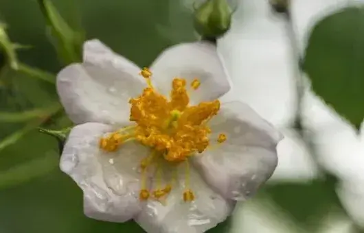 金樱子花有几种颜色