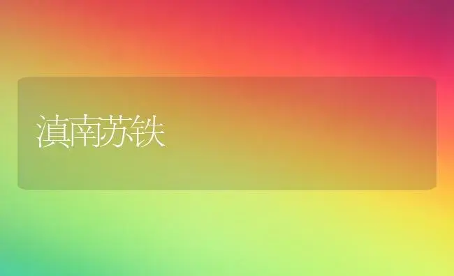 滇南苏铁 | 家庭养花