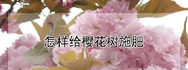 怎样给樱花树施肥