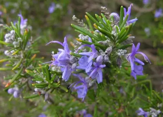 迷迭香什么时候开花，迷迭香花语有哪些？