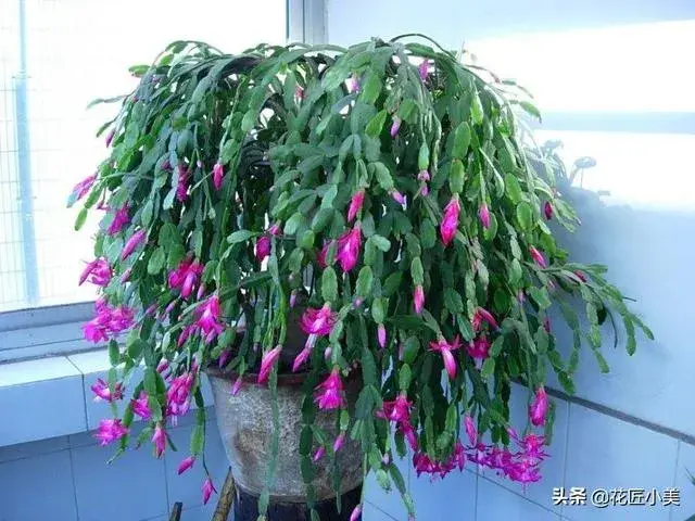 蟹爪兰是喜阴植物,还是喜阳植物？