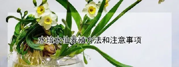 水培水仙养殖方法和注意事项