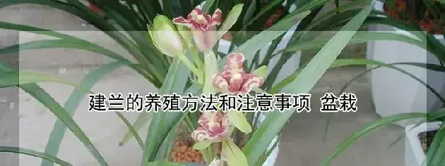 建兰的养殖方法和注意事项 盆栽