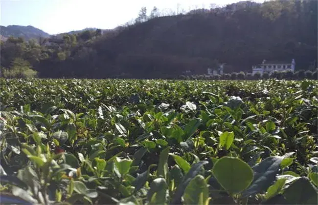 香叶怎样栽培