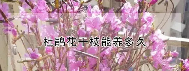 杜鹃花干枝能养多久