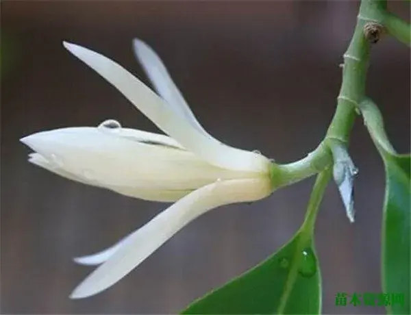 白兰花树图片花语 白兰花怎么养