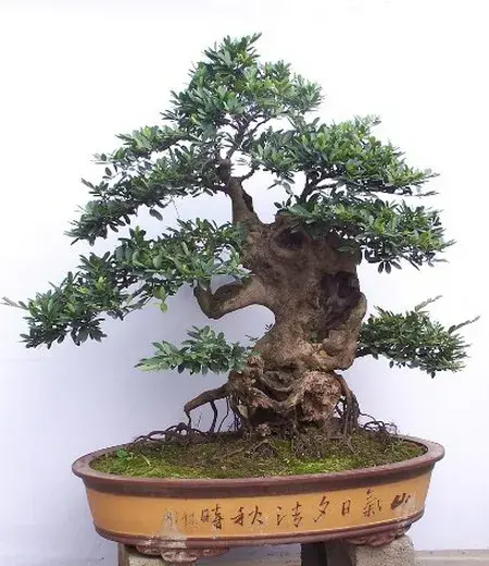 盆景制作 | 中华蚊母盆景制作要点