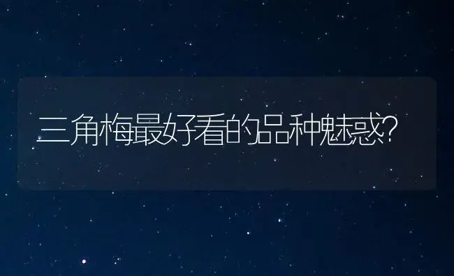 三角梅最好看的品种魅惑？ | 多肉养殖