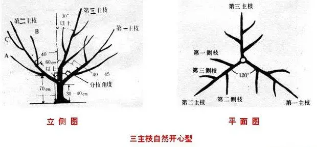 桃树主要树形及其整形要点