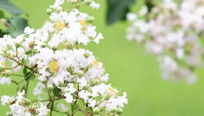 紫薇花花语及意义 紫薇花花语以及意义