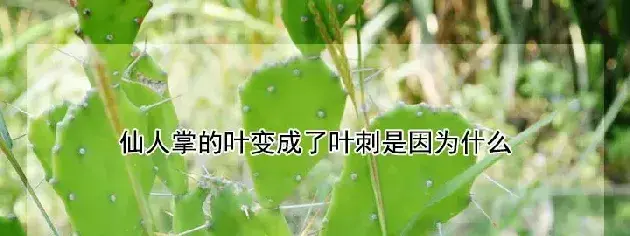 仙人掌的叶变成了叶刺是因为什么