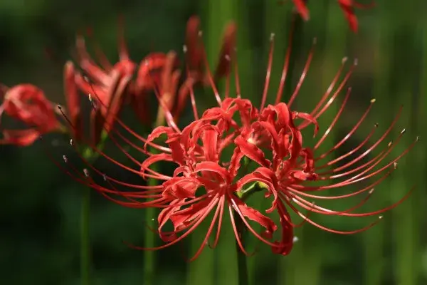 彼岸花花语是什么