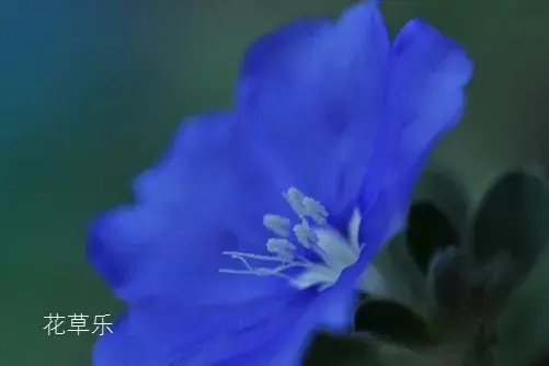 蓝星花有什么独特之处？蓝星花的花语介绍有哪些？