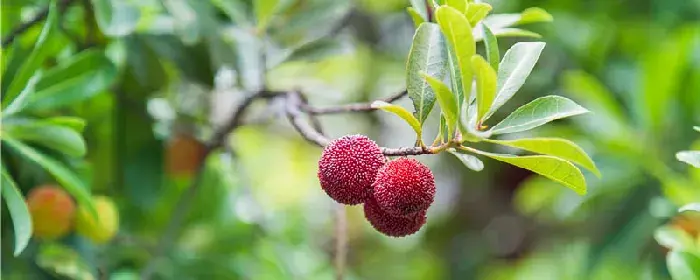 杨梅种植技术要点