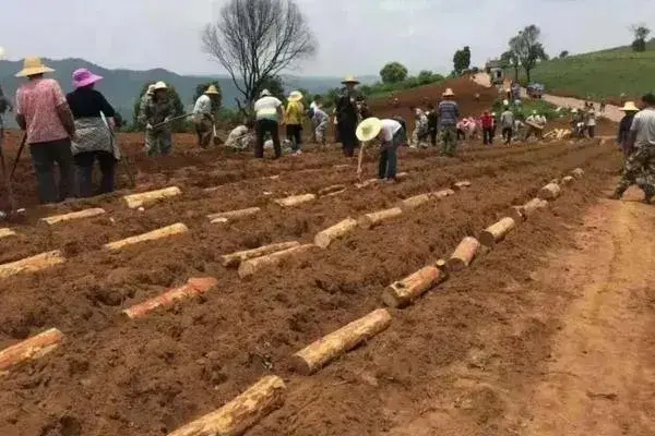 茯苓的种植前景，怎么种植茯苓