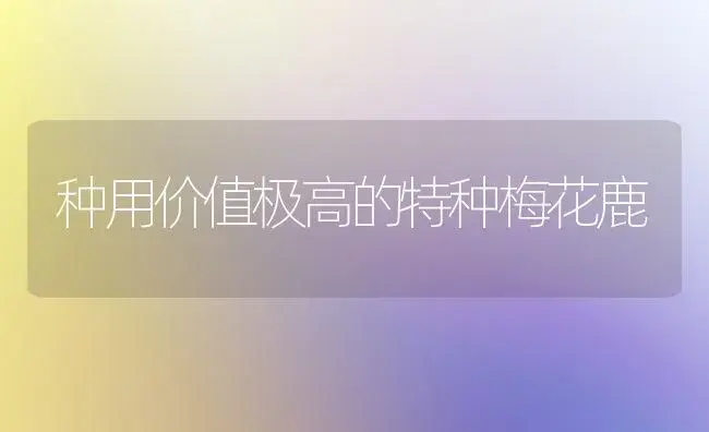 种用价值极高的特种梅花鹿 | 家庭养花