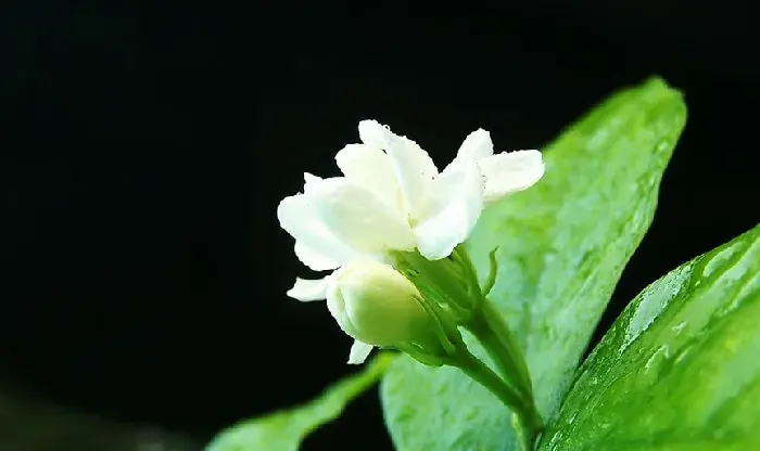 茉莉花的养殖技术4个技巧